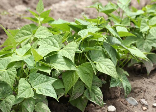 绿豆的种植时间与方法步骤 种植绿豆时间与技术