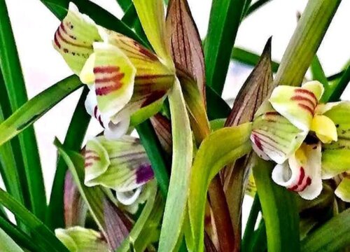 请问兰花几天浇一次水（室内兰花草大概多久浇水最佳）