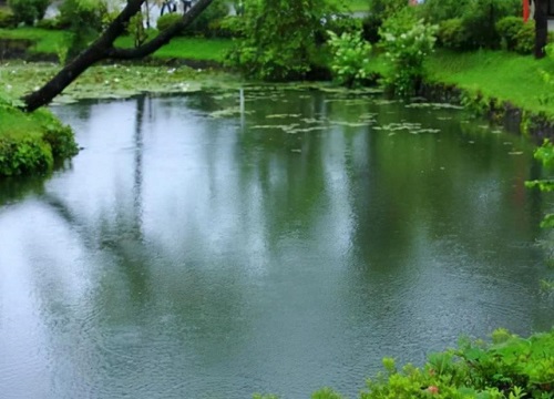 池塘水浇花好吗 河水和池塘水浇花哪种好