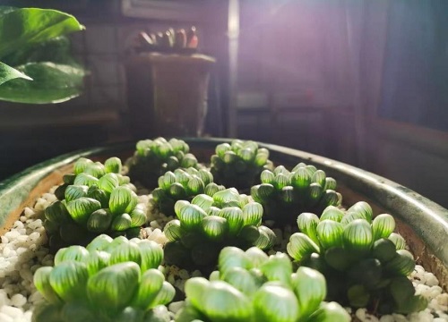 植物用什么灯可以代替阳光（家里的灯对植物有补光作用吗）