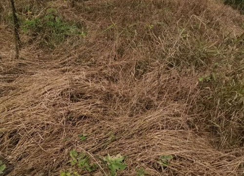 三年寸草不生的除草剂叫什么名字 灭生性的除草剂种类