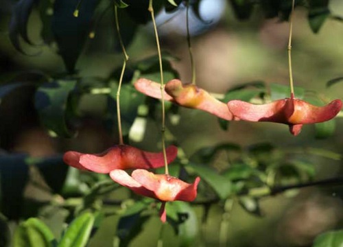 院里适合种什么花好看又好养 适合庭院种植的花卉