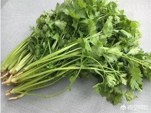 冬季种植香菜时间和方法（掌握这4个步骤种出高品质香菜）