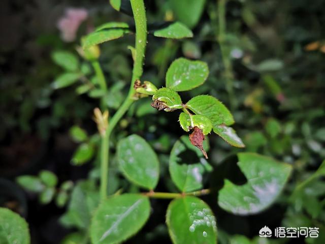 月季花嫁接后接穗发黑是怎么回事（嫁接枝条发黑什么原因）