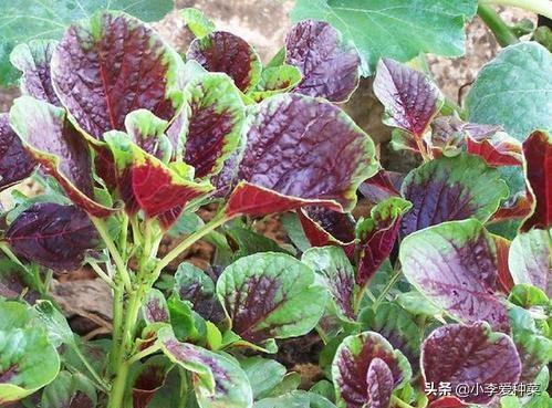 苋菜怎么种植容易发芽（苋菜种植时间和技术方法）