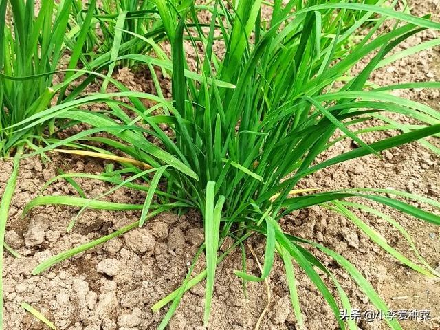 种韭菜用粪肥不长根怎么办（新栽的韭菜根生长缓慢不长）