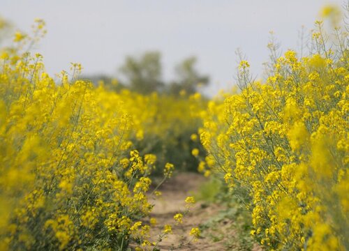 梯田适合种什么农作物