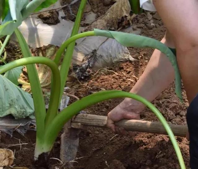 芋头什么时候施肥能高产量（芋头使用肥料名称及施肥时间）