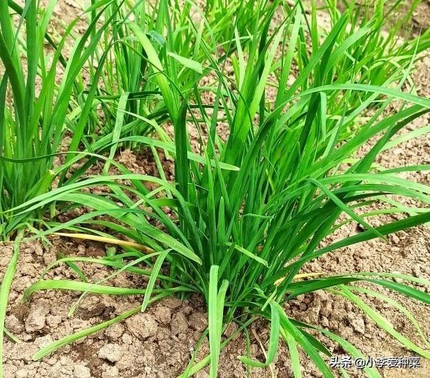 韭菜根移栽应该几颗（韭菜几个老根栽植在一起长得好）