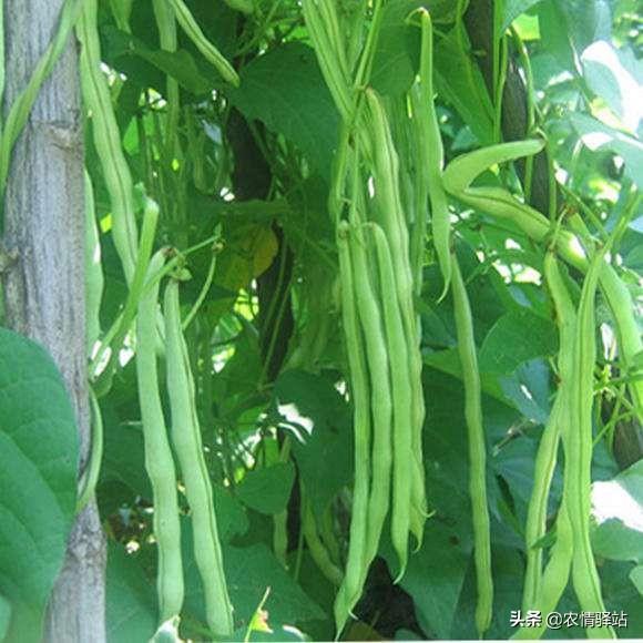 农家小院种什么菜好（农村自家院子内什么蔬菜好种）