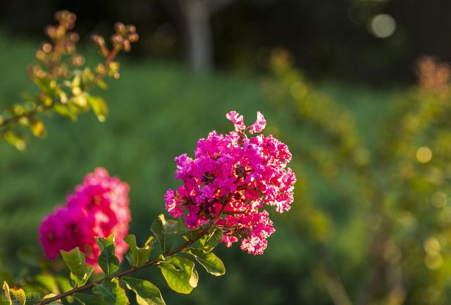 紫藤怎么催花及促花方法（紫薇花怎么养护才开花）