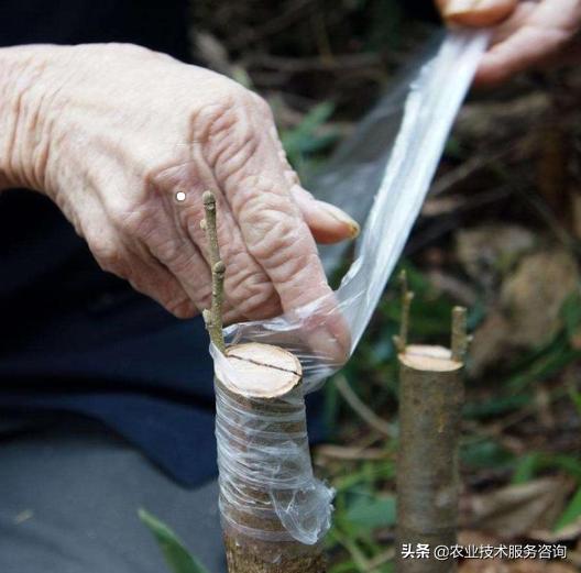 果树芽接什么时候最好（最佳芽接时间、方法及注意事项）