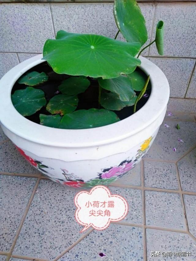 盆栽荷花的栽培方法（家养荷花怎么种植的方法与步骤）