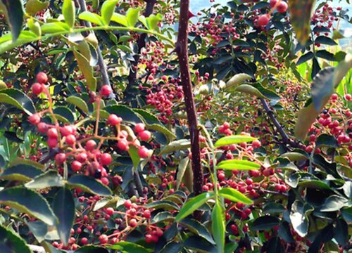 花椒树夏天能栽吗（夏季种植花椒树需要注意什么）