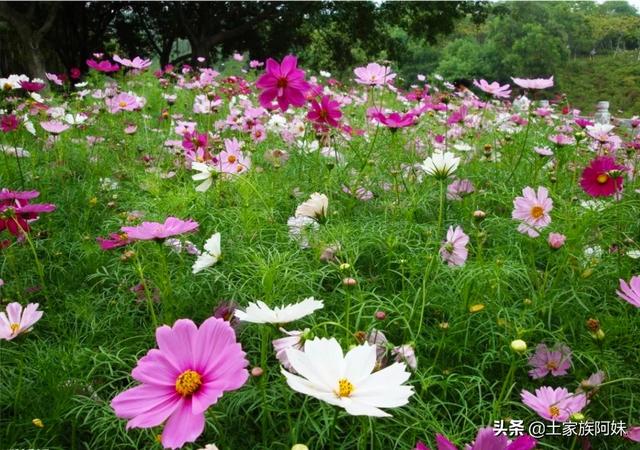 现在农村种植花卉前景怎么样（农村种植什么花卉最赚钱）