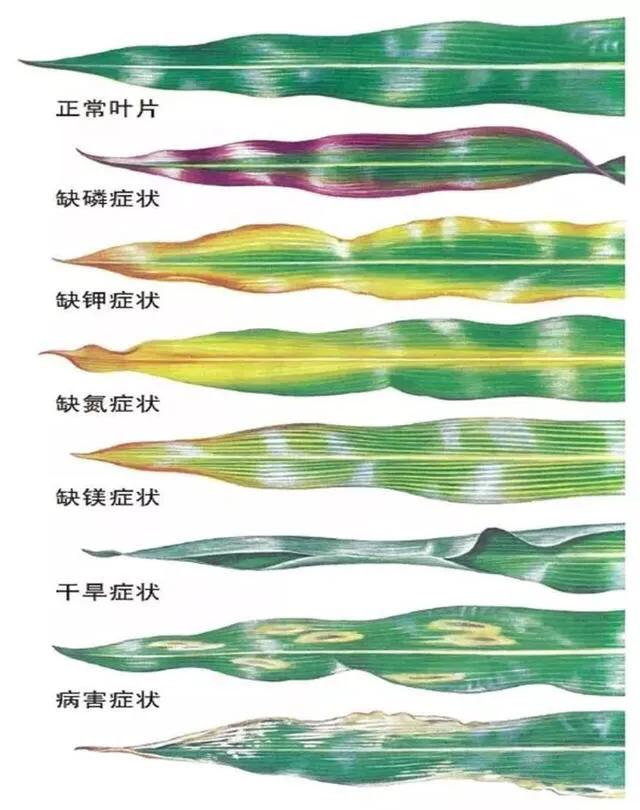 玉米可以一块地连续种植吗（种过玉米的土地缺什么元素）