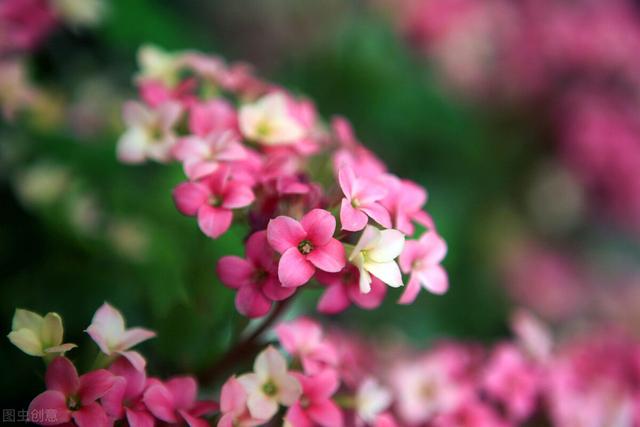 刚买回来长寿花能浇水吗（新买的长寿花怎么浇水合适）