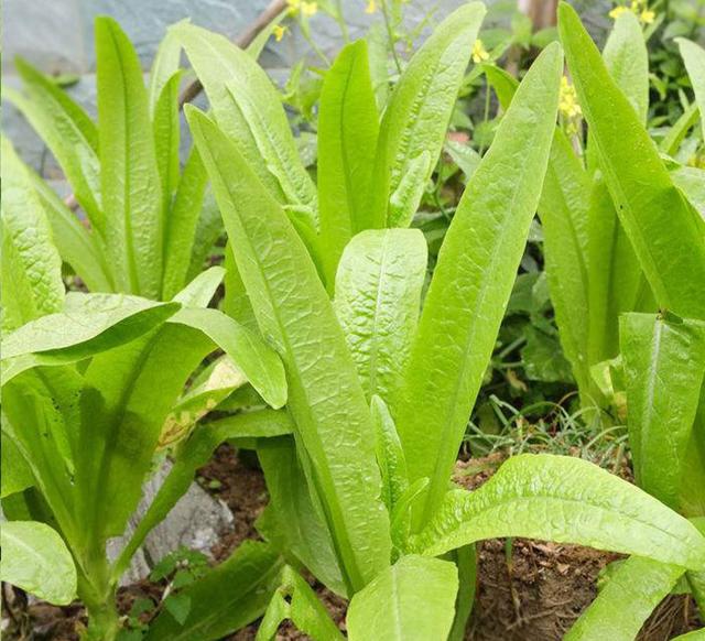 现在种什么菜蔬菜最合适（四五月份季节适合种的蔬菜）