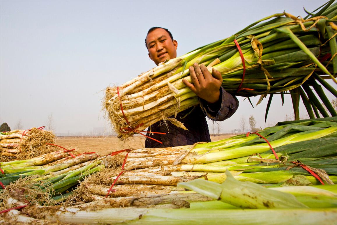 大葱施肥用什么肥料好（家里种植大葱用什么肥料浇最好）