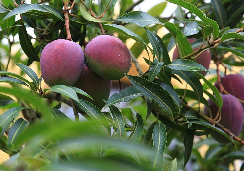 芒果怎么种植 高产种植技术与管理方法