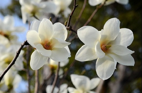 玉兰花怎么种植 高产种植技术与管理方法