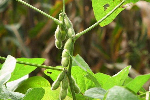 大豆怎么种植 高产种植技术与管理方法