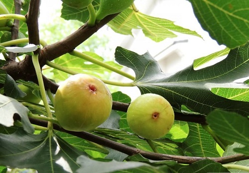 无花果几年结果实 种植多久才能开花挂果