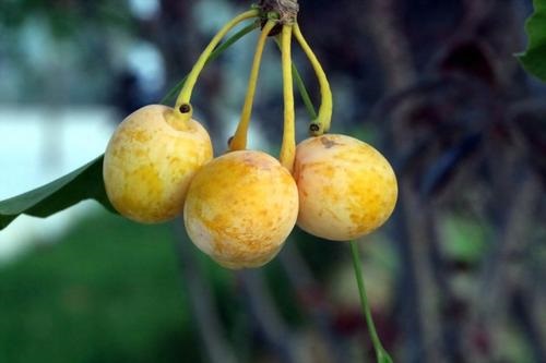 银杏树几年结果实 种植多久才能开花挂果