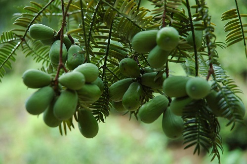 香榧树几年结果实 种植多久才能开花挂果