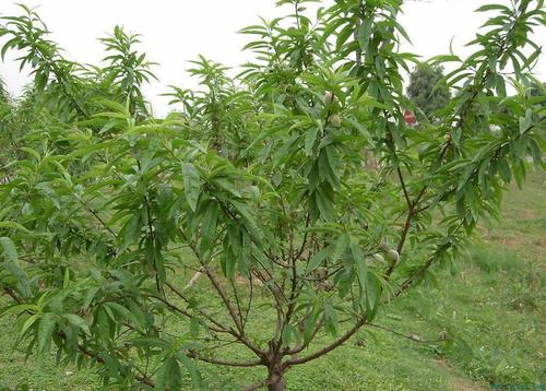 桃树种植技术与管理方法 高产栽培技术