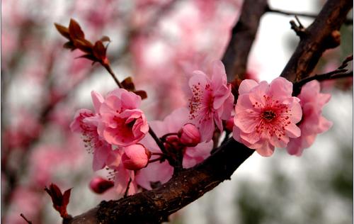 梅花的生长环境及特点 适合生长地方的条件