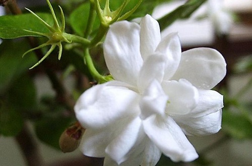 茉莉花喜水吗 茉莉花是喜水植物吗