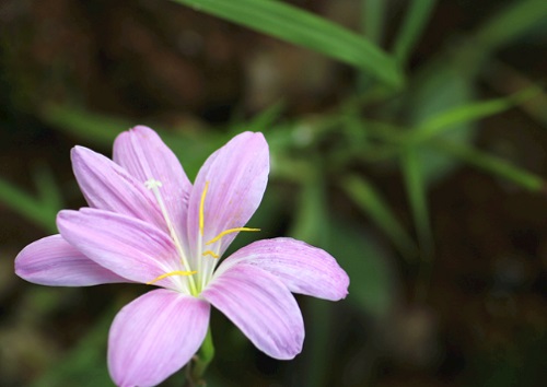 风雨兰不发芽怎么办 不发芽原因及处理方法