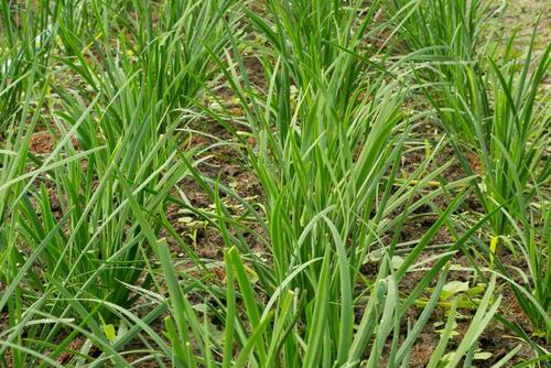 韭菜种子怎么种植 种植时间与方法全过程