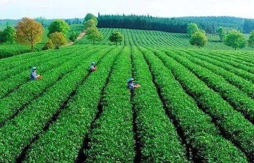 种植茶叶赚钱吗 种植成本利润及前景分析