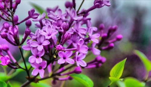 刚买的丁香花怎么养护 新买丁香花的养殖方法