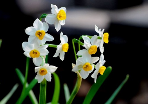 水仙花浇什么水好