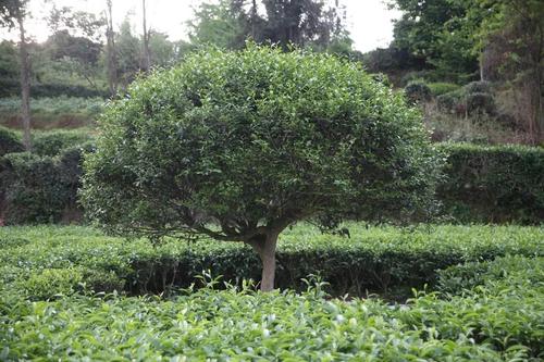 茶树浇水时间和正确方法