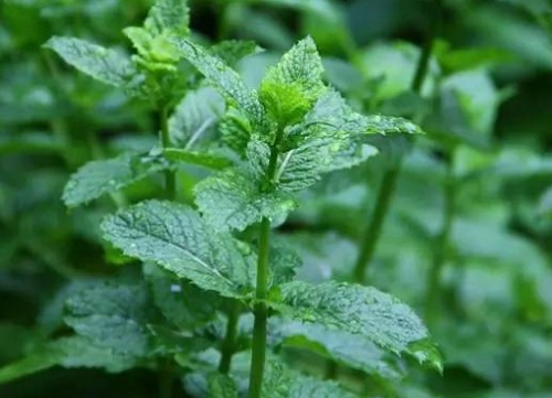 薄荷浇水时间和正确方法