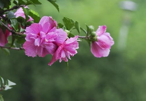 木槿花浇水时间和正确方法