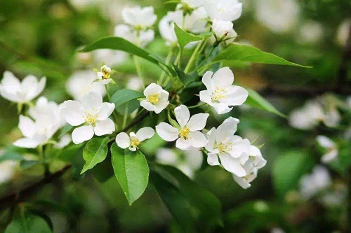 茉莉花浇水时间和正确方法