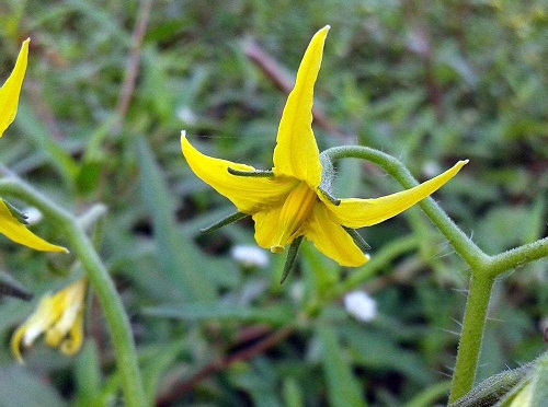 小番茄开花后怎么修剪 开完花后剪枝方法