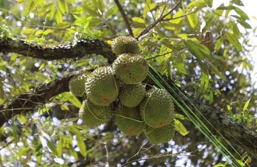 榴莲籽能种吗 榴莲种子栽种方法