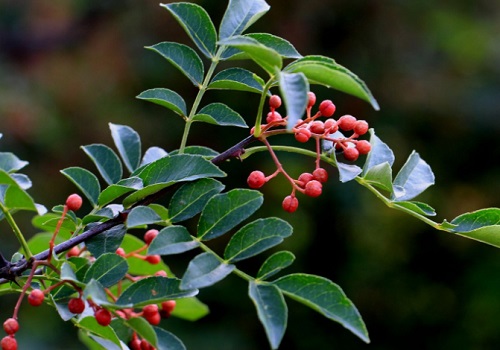 花椒籽能种吗 是否能长花椒树