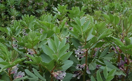 兰花豆种植时间 什么季节栽种最好