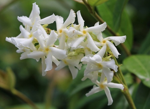 茉莉花可以浇醋吗 用醋水浇的正确方法