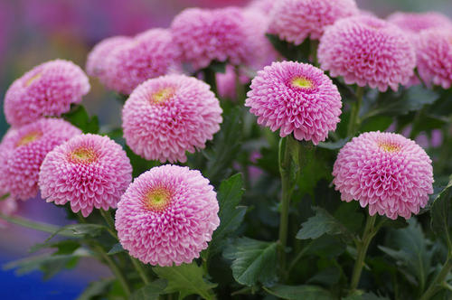 乒乓球菊花开花后怎么修剪 开完花后剪枝方法