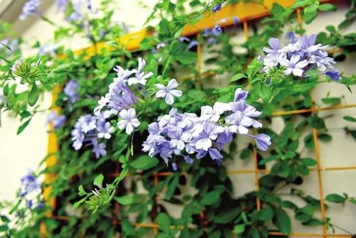 蓝雪花花谢后怎么处理 花谢后养护方法