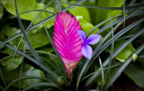 铁兰花谢后怎么处理 花谢后养护方法