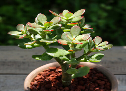 玉树耐旱吗 是耐旱植物吗